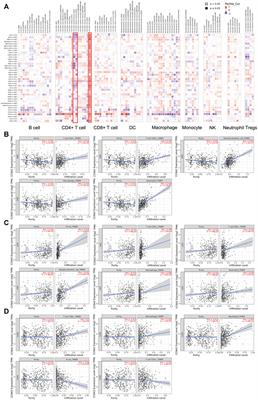 The Predictive Competing Endogenous RNA Regulatory Networks and Potential Prognostic and Immunological Roles of Cyclin A2 in Pan-Cancer Analysis